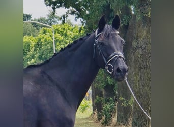 Deutsches Reitpferd, Stute, 13 Jahre, 166 cm, Schwarzbrauner