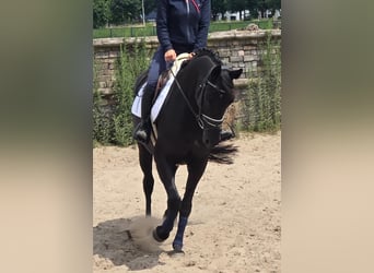 Deutsches Reitpferd, Stute, 13 Jahre, 166 cm, Schwarzbrauner