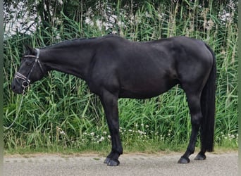 Deutsches Reitpferd, Stute, 13 Jahre, 166 cm, Schwarzbrauner
