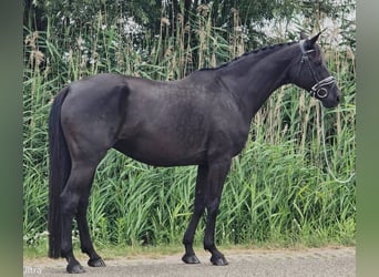 Deutsches Reitpferd, Stute, 13 Jahre, 166 cm, Schwarzbrauner