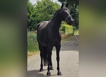 Deutsches Reitpferd, Stute, 13 Jahre, 166 cm, Schwarzbrauner