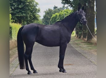 Deutsches Reitpferd, Stute, 13 Jahre, 166 cm, Schwarzbrauner