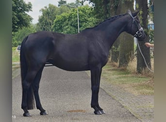 Deutsches Reitpferd, Stute, 13 Jahre, 166 cm, Schwarzbrauner