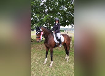 Deutsches Reitpferd, Stute, 13 Jahre, 168 cm, Brauner