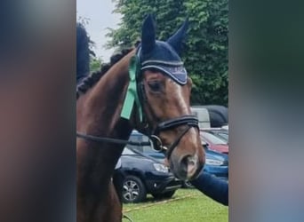 Deutsches Reitpferd, Stute, 13 Jahre, 170 cm, Dunkelfuchs
