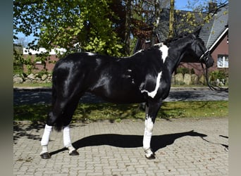 Deutsches Reitpferd, Stute, 13 Jahre, 170 cm, Schecke