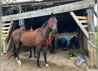 Deutsches Reitpferd, Stute, 13 Jahre, 172 cm, Brauner