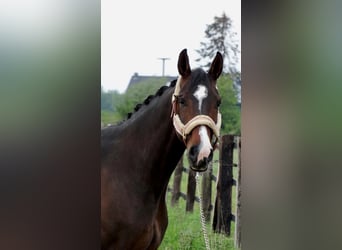 Deutsches Reitpferd, Stute, 13 Jahre, 174 cm, Dunkelbrauner