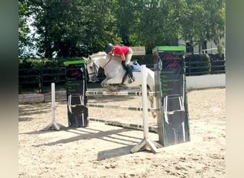 Deutsches Reitpferd, Stute, 13 Jahre, 174 cm, Schimmel