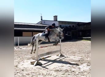 Deutsches Reitpferd, Stute, 13 Jahre, 174 cm, Schimmel