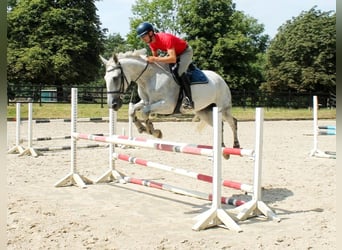 Deutsches Reitpferd, Stute, 13 Jahre, 174 cm, Schimmel