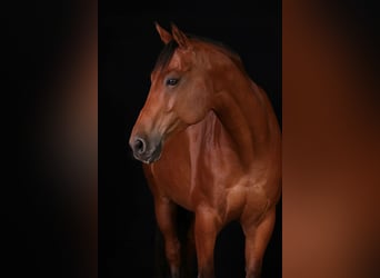 Deutsches Reitpferd, Stute, 13 Jahre