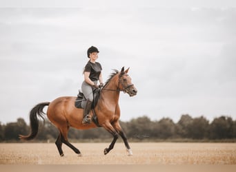 Deutsches Reitpferd, Stute, 14 Jahre, 146 cm, Brauner