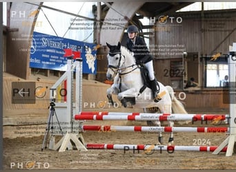 Deutsches Reitpferd, Stute, 14 Jahre, 148 cm, Schimmel