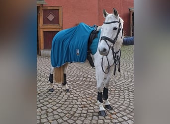 Deutsches Reitpferd, Stute, 14 Jahre, 148 cm, Schimmel