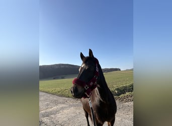 Deutsches Reitpferd, Stute, 14 Jahre, 150 cm, Dunkelbrauner