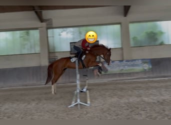 Deutsches Reitpferd, Stute, 14 Jahre, 162 cm, Fuchs