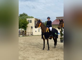 Deutsches Reitpferd, Stute, 14 Jahre, 164 cm, Dunkelbrauner