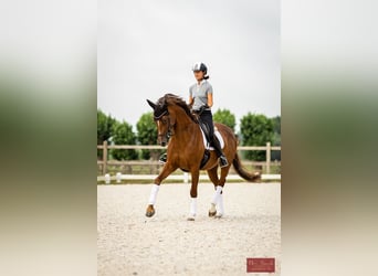 Deutsches Reitpferd, Stute, 14 Jahre, 168 cm, Dunkelfuchs