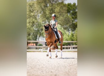 Deutsches Reitpferd, Stute, 14 Jahre, 168 cm, Dunkelfuchs