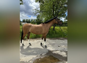 Deutsches Reitpferd, Stute, 14 Jahre, 170 cm, Falbe