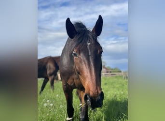 Deutsches Reitpferd, Stute, 14 Jahre, 171 cm, Dunkelbrauner