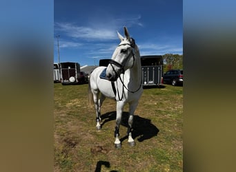 Deutsches Reitpferd, Stute, 14 Jahre, 172 cm, Schimmel