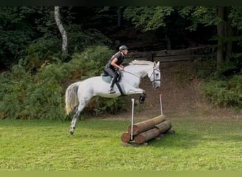 Deutsches Reitpferd, Stute, 14 Jahre, 172 cm, Schimmel