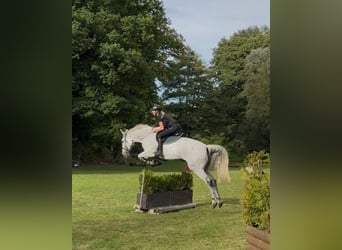Deutsches Reitpferd, Stute, 14 Jahre, 172 cm, Schimmel