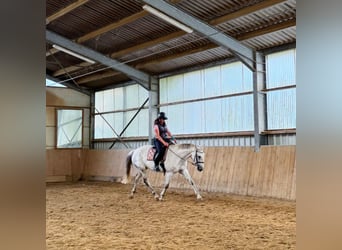 Deutsches Reitpferd, Stute, 14 Jahre, 172 cm, Schimmel