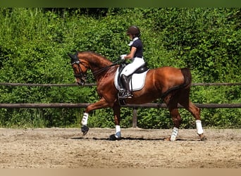 Deutsches Reitpferd, Stute, 14 Jahre, 174 cm, Fuchs