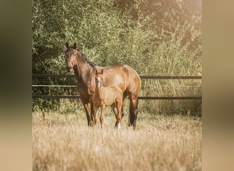 Deutsches Reitpferd, Stute, 14 Jahre, 175 cm, Brauner