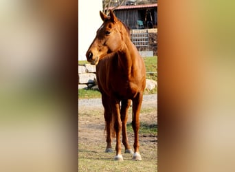 Deutsches Reitpferd, Stute, 14 Jahre, Fuchs