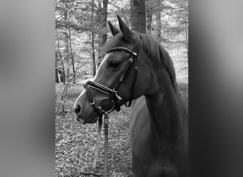 Deutsches Reitpferd, Stute, 15 Jahre, 146 cm, Fuchs