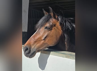 Deutsches Reitpferd, Stute, 15 Jahre, 155 cm, Brauner
