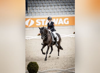 Deutsches Reitpferd, Stute, 15 Jahre, 157 cm, Rappe