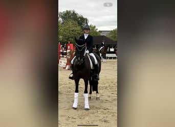 Deutsches Reitpferd, Stute, 15 Jahre, 157 cm, Rappe