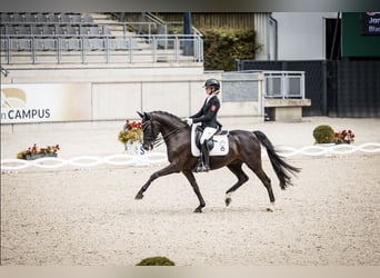 Deutsches Reitpferd, Stute, 15 Jahre, 157 cm, Rappe