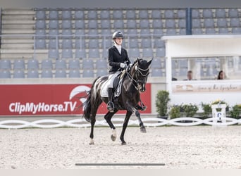 Deutsches Reitpferd, Stute, 15 Jahre, 157 cm, Rappe