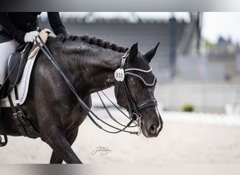 Deutsches Reitpferd, Stute, 15 Jahre, 157 cm, Rappe