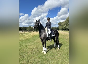 Deutsches Reitpferd, Stute, 15 Jahre, 157 cm, Rappe