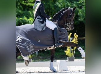 Deutsches Reitpferd, Stute, 15 Jahre, 157 cm, Rappe