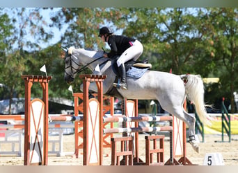 Deutsches Reitpferd, Stute, 15 Jahre, 162 cm, Braunfalbschimmel