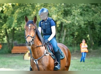 Deutsches Reitpferd, Stute, 15 Jahre, 163 cm, Brauner