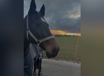 Deutsches Reitpferd, Stute, 15 Jahre, 163 cm, Dunkelbrauner