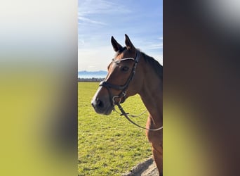 Deutsches Reitpferd, Stute, 15 Jahre, 167 cm, Brauner