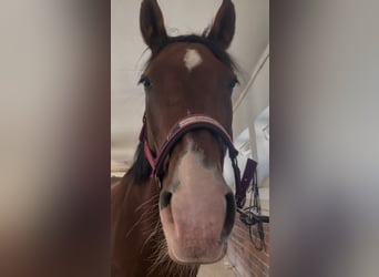 Deutsches Reitpferd, Stute, 15 Jahre, 168 cm, Brauner