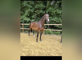 Deutsches Reitpferd, Stute, 15 Jahre, 175 cm, Brauner