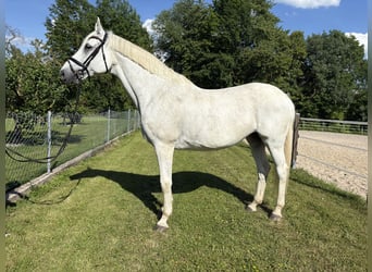 Deutsches Reitpferd, Stute, 15 Jahre, 176 cm, Fliegenschimmel