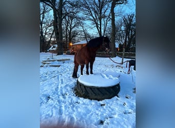 Deutsches Reitpferd Mix, Stute, 16 Jahre, 131 cm, Brauner